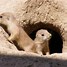 Image result for Cute Prairie Dog