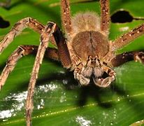 Image result for 10 Most Venomous Animals