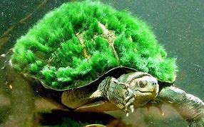 绿毛龟 的图像结果