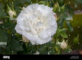 Image result for Rosa Carte Blanche (r)