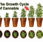 Image result for How to Grow Marijuana Plants