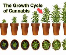 Image result for How Long Does Weed Taje to Grow