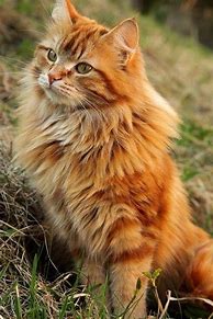 Image result for Orange and White Long Hair Cat