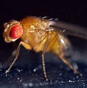 Image result for Drosophila Melanogaster