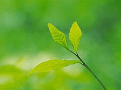 Image result for Phone Wallpaper Green Colour