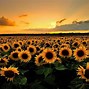 Image result for Bing Sunflower Wallpaper