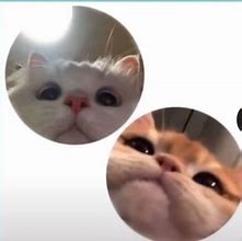Image result for Matching Meme Cat