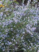 Aster ericoides Blue Star に対する画像結果