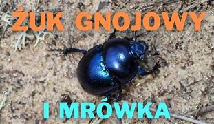 Image result for co_to_znaczy_Żuk_gnojowy