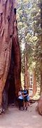 sequoia 的图像结果