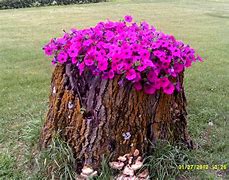 Image result for Greenscreen Tree Stump