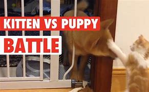 Image result for Puppy vs Cat