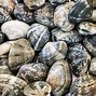 Image result for Hard Shell Clam