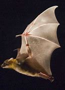 Image result for Flying Bat Hunting