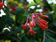 Image result for caprifoliaceae