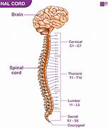 Image result for Spine and Spinal Cord Anatomy