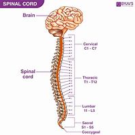 Image result for How Long Is the Spinal Cord