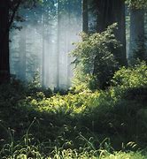 Image result for iPad Wallpaper Forest