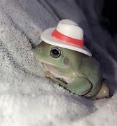 Image result for Frogs with Hats's