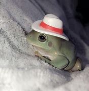 Image result for Papay the Frog