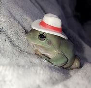 Image result for Cute Frog Wit Hat