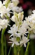 Image result for Polianthes tuberosa Love
