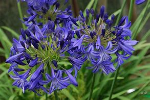 Image result for Agapanthus Midnight Star