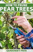 Image result for Pruning Pear Trees Diagram
