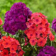 Image result for Phlox Orange Perfection (Paniculata-Group)