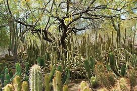 Image result for Cactus Forest Mona Island