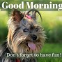 Image result for Morning Meme Animals