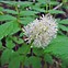 Image result for Actaea rubra Neglecta