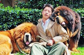 Image result for Most Expensive Tibetan Mastiff