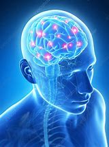 Image result for Human Brain Activity