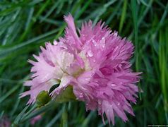 Image result for Dianthus Welwyn (Plumarius-Group)