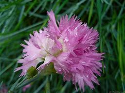 Image result for Dianthus Inferno (Plumarius-Group)