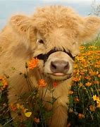 Image result for Cute Fluffy Cows Aesthetic
