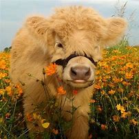 Image result for Cow Face Cute Aesthetic