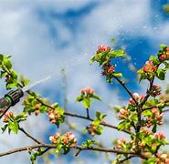 Image result for Spraying Apple Trees After Petal Fall