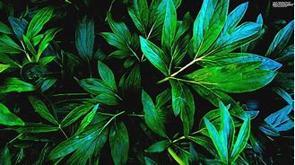 Image result for Midnight Green iPhone 11 Wallpaper