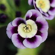 Résultat d’images pour Primula auricula Beatrice