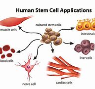 Image result for Stem Cell Biology