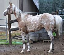 Image result for Snowflake Appaloosa