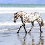 Image result for American Appaloosa Horse