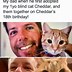 Image result for First Cat Meme