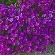 Image result for arabis