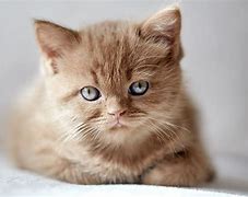 Image result for English Shorthair Cinnamon Cat