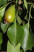 Image result for Pyrus communis Bloedpeer