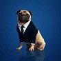 Image result for Black Pug Wallpaper