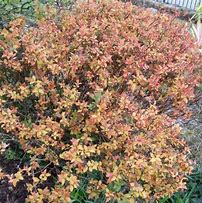 Image result for Spiraea japonica Firelight